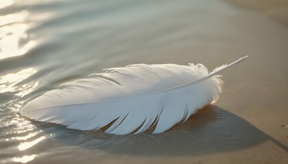 White swan feather in the water on the beach.
