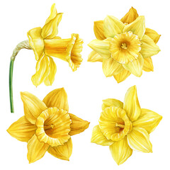 Set yellow narcissus flower, daffodils spring flowers set isolated on white background. Watercolor hand drawing Botanical painting