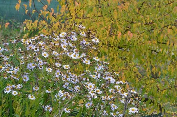 Blooming Japanese aster Kalimeris incisa