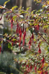 Autumn blooming hardy Fuchsia magellanica var. gracilis