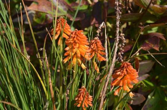 Blooming torch lily Kniphofia POCO 'Orange'