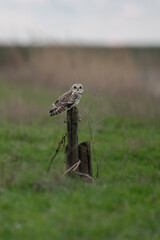 Asio flammeus - Short-eared Owl - Hibou des marais - Hibou brachyote
