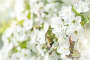 Blooming white apple or cherry blossom on background of blue sky. Happy Passover background. Spring Easter background. World environment day. Easter, Birthday, womens day holiday. Top view. Mock up.
