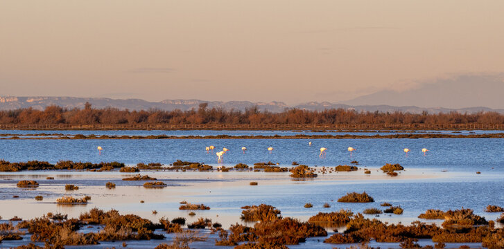 Beautiful sunset in the marshes of Camargue, Salin de Giraud, Beauduc, Arles, France.  Group of flamingoes in the water, Alpilles mountains in the background.