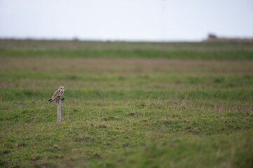 Asio flammeus - Short-eared Owl - Hibou des marais - Hibou brachyote