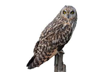 Asio flammeus - Short-eared Owl - Hibou des marais - Hibou brachyote