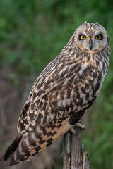 Asio flammeus - Short-eared Owl - Hibou des marais - Hibou brachyote