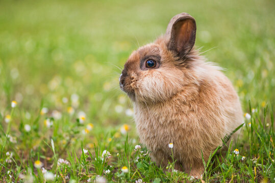 Hase sitzt im Gras