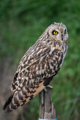 Asio flammeus - Short-eared Owl - Hibou des marais - Hibou brachyote