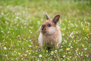 Hase im Gras © Claudia