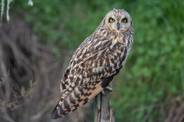 Asio flammeus - Short-eared Owl - Hibou des marais - Hibou brachyote