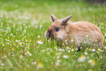 Hase sitzt im Gras