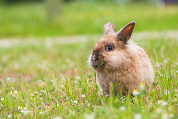Hase im Gras © Claudia