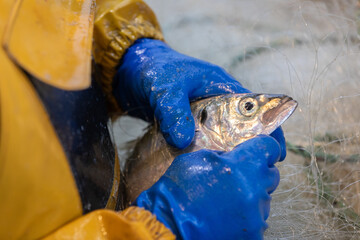 Pêche d'un poisson (lieu jaune) grâce à un filet