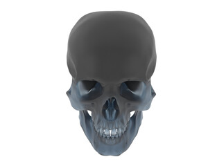 Skull isolated on background. 3d rendering - illustration