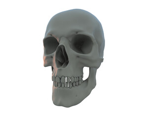Skull isolated on background. 3d rendering - illustration