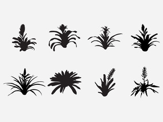 Fototapeta na wymiar type of bloom bromeliads plant with flower vector silhouette .Vector illustration of bromeliads in black and white