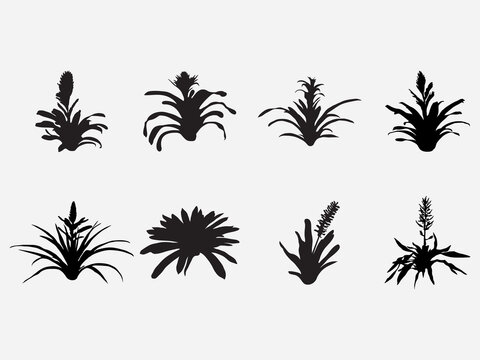 type of bloom bromeliads plant with flower vector silhouette .Vector illustration of bromeliads in black and white