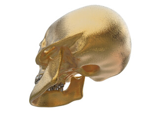 Skull isolated on background. 3d rendering - illustration