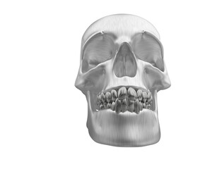 Skull isolated on background. 3d rendering - illustration