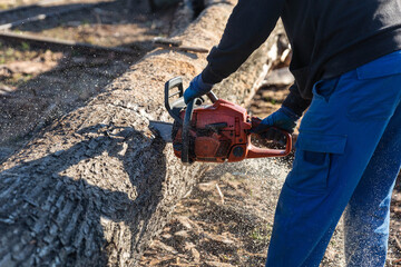 Cutting a tree trunk with a chain saw - 743735968
