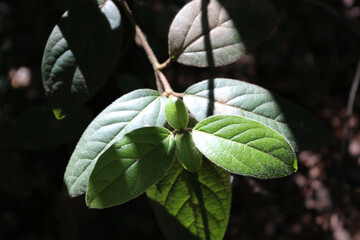 Macro shot of Viburnum tinus, the laurustinus, laurustine or laurestine, a species of flowering plant in the family Adoxaceae, native to the Mediterranean area of Europe and North Africa.