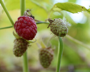 Raspberries in an orchard. Close-up shot.