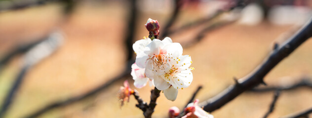 Fresh beautiful white plum flower blossom.