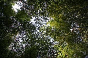 Obraz premium Low angle shot of a wonderful dense forest of high bamboo plants. Almost abstract, sunbeams. Uzes, Uzès, France.