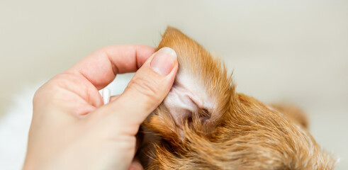 Owner's hand checking and cleaning her healthy dog's ear. Pet care banner. - 743739106