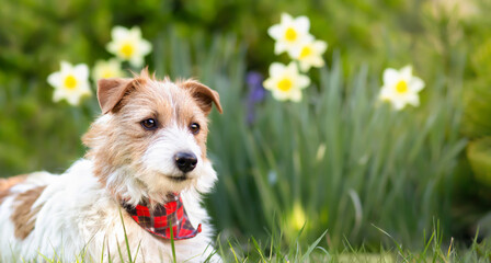 Happy cute smiling pet dog looking in the grass with flowers in spring. Easter banner.