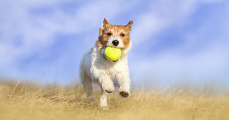Playful happy active dog running and playing with a tennis toy ball in the park. Puppy hyperactivity. - 743739132