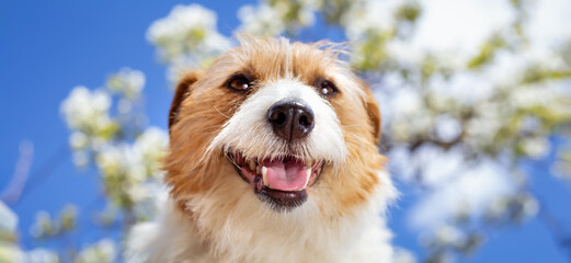 Happy cute smiling dog puppy face in white flowers in spring. Easter banner. - 743739139