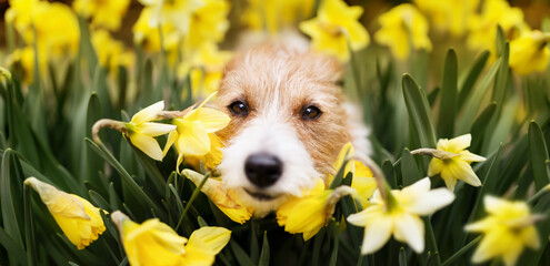 Happy cute smiling dog puppy face in the daffodil flowers in spring. Easter banner.