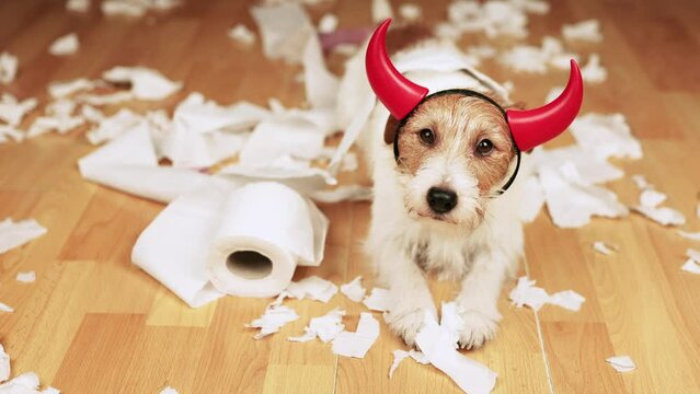 Playful, active naughty dog ashamed of herself after biting, chewing a toilet paper. Hyperactive, active puppy training.