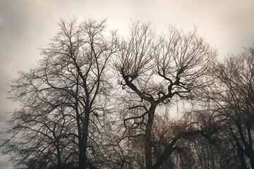 Beautiful composition with leafless trees in winter. Romantic and sad atmosphere.