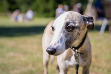 Friendly looking whippet on outdoor background. Portrait of a creamy whippet. 
