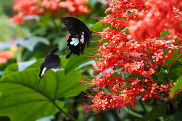 selective focus beautiful butterfly black and white amazing pattern beautiful in a grove of red flowers