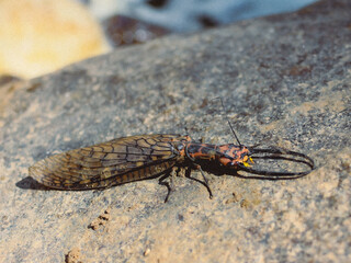 Selective focus, large Corydalus lying on a rock by the river. Insects with formidable patterns and large wings. This amazing insect is located in Thailand.