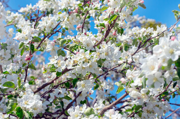 Spring Apple Blossom over blue sky.