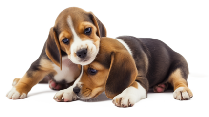 Two little beagle puppies playing . Two wonderful beagle puppies isolated on transparent background. PNG.	
