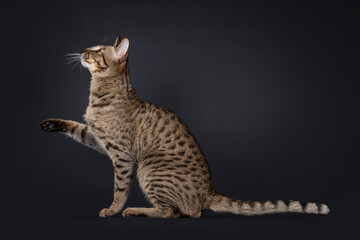 Elegant Savannah cat, sitting up side ways. Looking side ways up showing profile. One paw lifted in air. Isolated portrait on black background.