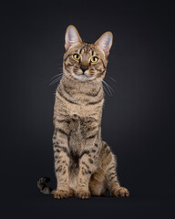 Obraz premium Elegant Savannah cat, sitting up facing front. Looking straight to lens. Isolated portrait on black background.