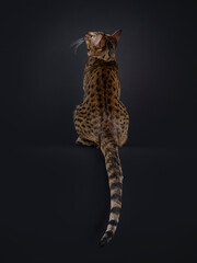 Elegant Savannah cat, sitting up backwards on edge with tail hanging down. Looking up and away from...