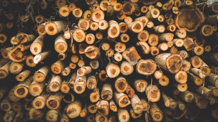 Tuinposter Background of cut logs close up © Nguyen Duc Quang
