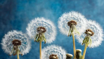  white blowball dandelions on blue background macro © Kristopher