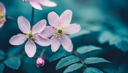 pale pink forest flowers on a background of blue leaves and stems artistic natural macro image concept spring summer wild flowers - obrazy, fototapety, plakaty