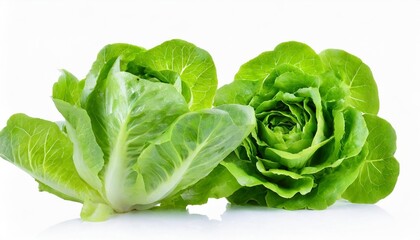 green butter lettuce vegetable or salad isolated on white back ground