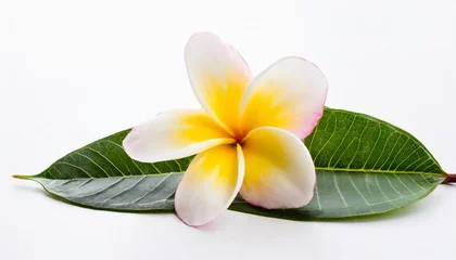 Keuken spatwand met foto tropical flowers frangipani plumeria on white background © Kristopher