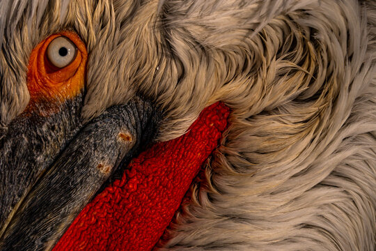 Fototapeta Intricate detail of pelican plumage and eye